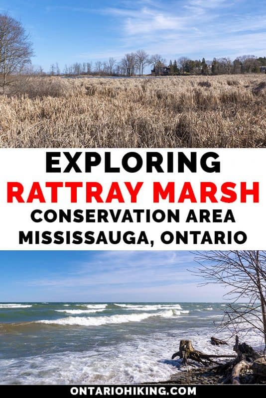 Rattray Marsh Conservation Area in Mississauga is an amazing walking trail in Mississauga, Ontario. There are expansive boardwalks across beautiful natural spaces and wetlands. Here's your guide to exploring Rattray Marsh on Lake Ontario. #Mississauga #Ontario #Canada #Hiking #Walking