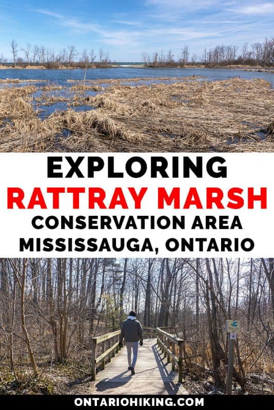 Rattray Marsh Conservation Area in Mississauga is an amazing walking trail in Mississauga, Ontario. There are expansive boardwalks across beautiful natural spaces and wetlands. Here's your guide to exploring Rattray Marsh on Lake Ontario. #Mississauga #Ontario #Canada #Hiking #Walking