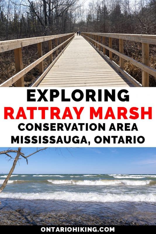 Rattray Marsh Conservation Area in Mississauga is an amazing walking trail in Mississauga, Ontario. There are expansive boardwalks across beautiful natural spaces and wetlands. Here's your guide to exploring Rattray Marsh on Lake Ontario. #Mississauga #Ontario #Canada #Hiking #Walking