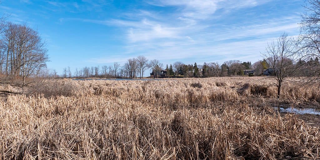 Rattray Marsh Conservation Area