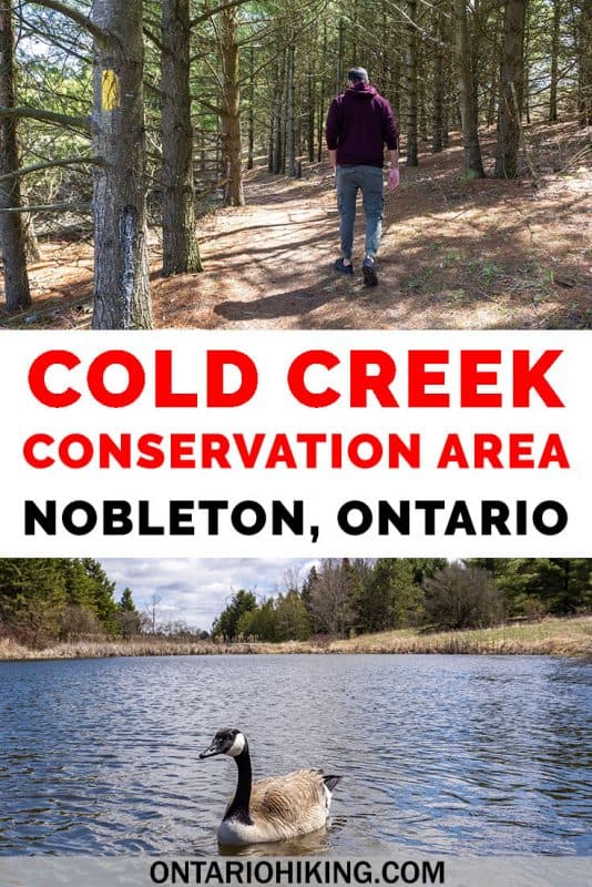 Cold Creek Conservation Area is a protected natural space in York Region (Greater Toronto Area). There's a variety of beautiful scenery and wildlife viewing opportunities all in one trail: pine forests, wetlands, bogs and swamps. It's the perfect day trip from Toronto! #Hiking #Ontario #Canada #Trails #ConservationArea
