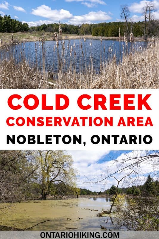 Cold Creek Conservation Area is a protected natural space in York Region (Greater Toronto Area). There's a variety of beautiful scenery and wildlife viewing opportunities all in one trail: pine forests, wetlands, bogs and swamps. It's the perfect day trip from Toronto! #Hiking #Ontario #Canada #Trails #ConservationArea
