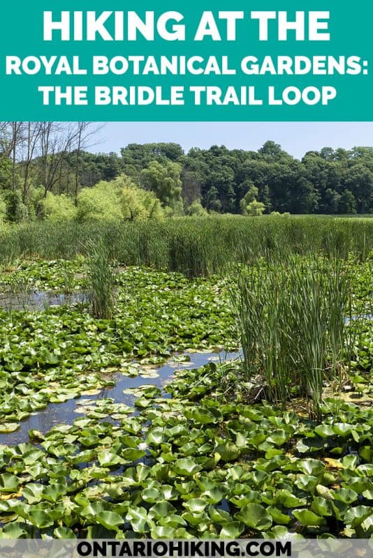 There are 31 hiking trails at the Royal Botanical Gardens in Burlington & Hamilton, Ontario. They're all free to visit and among the top regions of biodiversity in Canada! Here's how to hike the Bridle Trail Loop with picture perfect views, wildlife sightings and vast boardwalks. #RoyalBotanicalGardens #RBG #Burlington #Hamilton #Hiking #Ontario