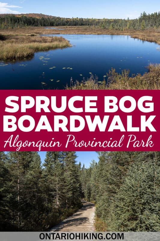 The Spruce Bog Boardwalk Trail at Algonquin Provincial Park is an easy, accessible flat loop path with stunning scenery that you'll love.