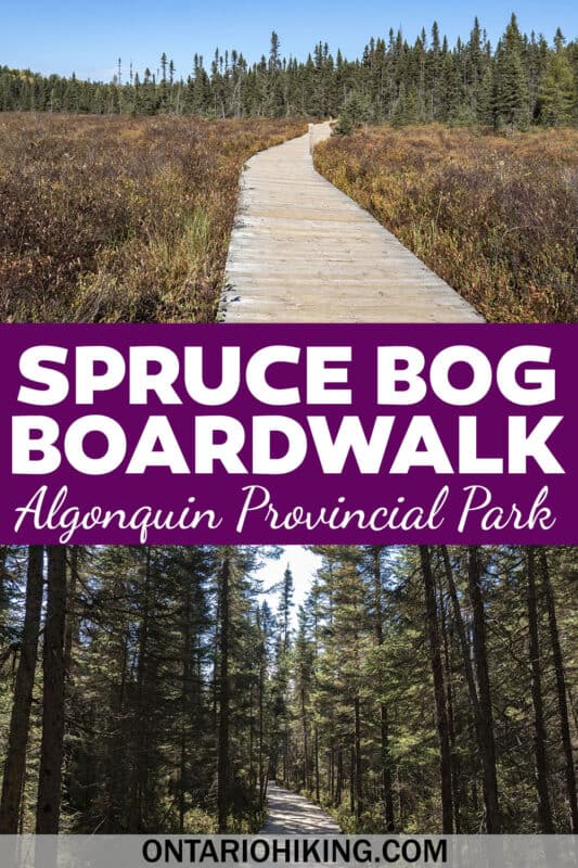 The Spruce Bog Boardwalk Trail at Algonquin Provincial Park is an easy, accessible flat loop path with stunning scenery that you'll love.