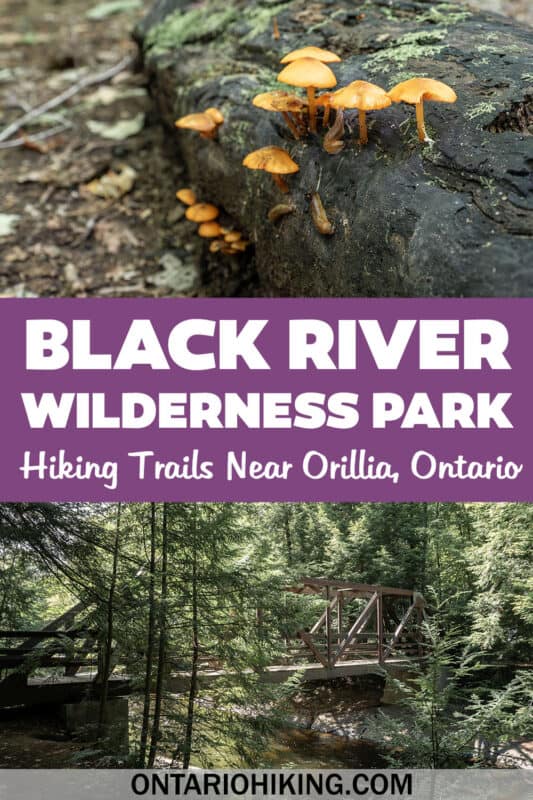 Black River Wilderness Park near Orillia offers beautiful hiking trails in a scenic forest, next to the twinkling waters of the Black River.