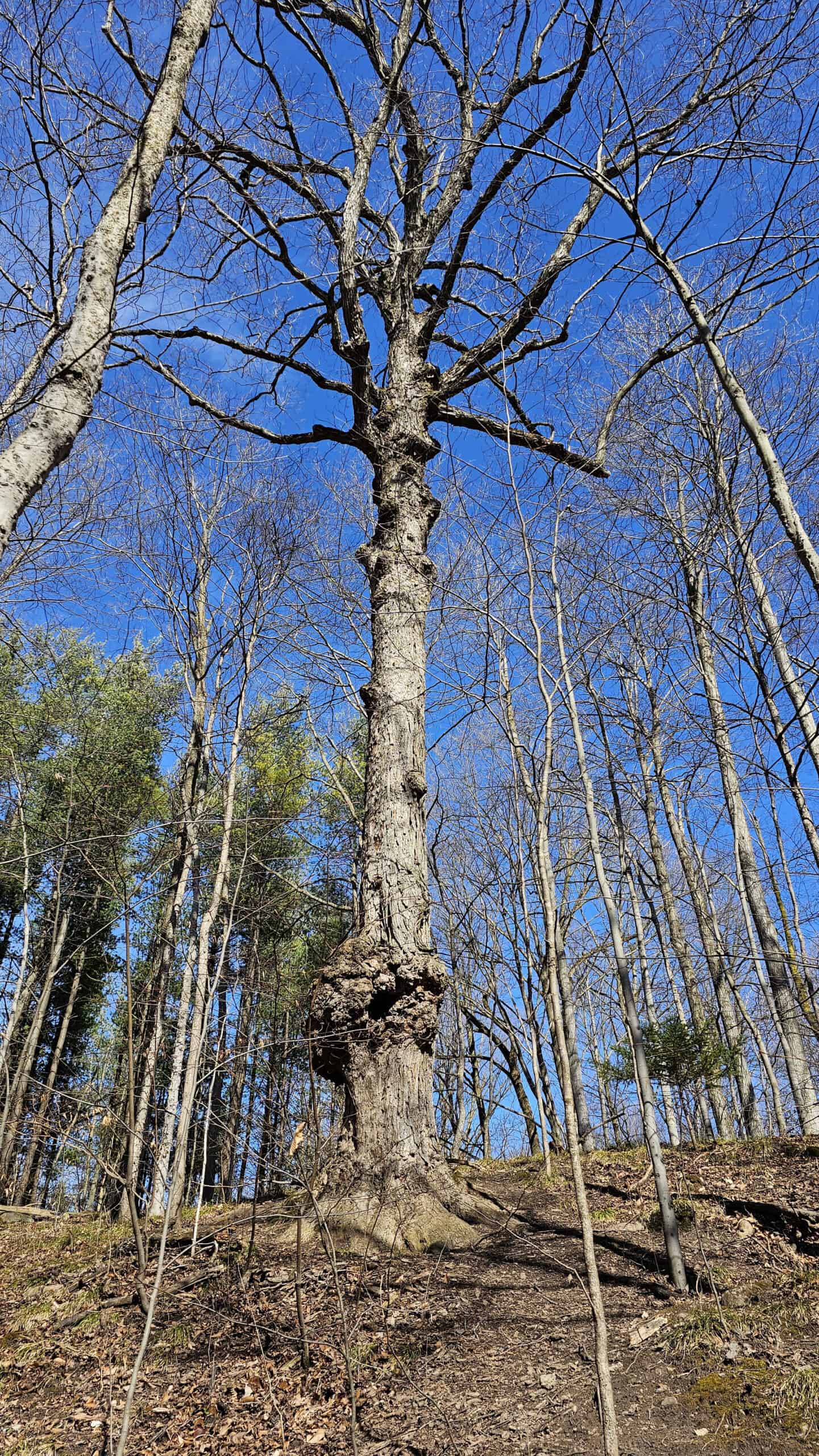 Tree at Starkey Hill