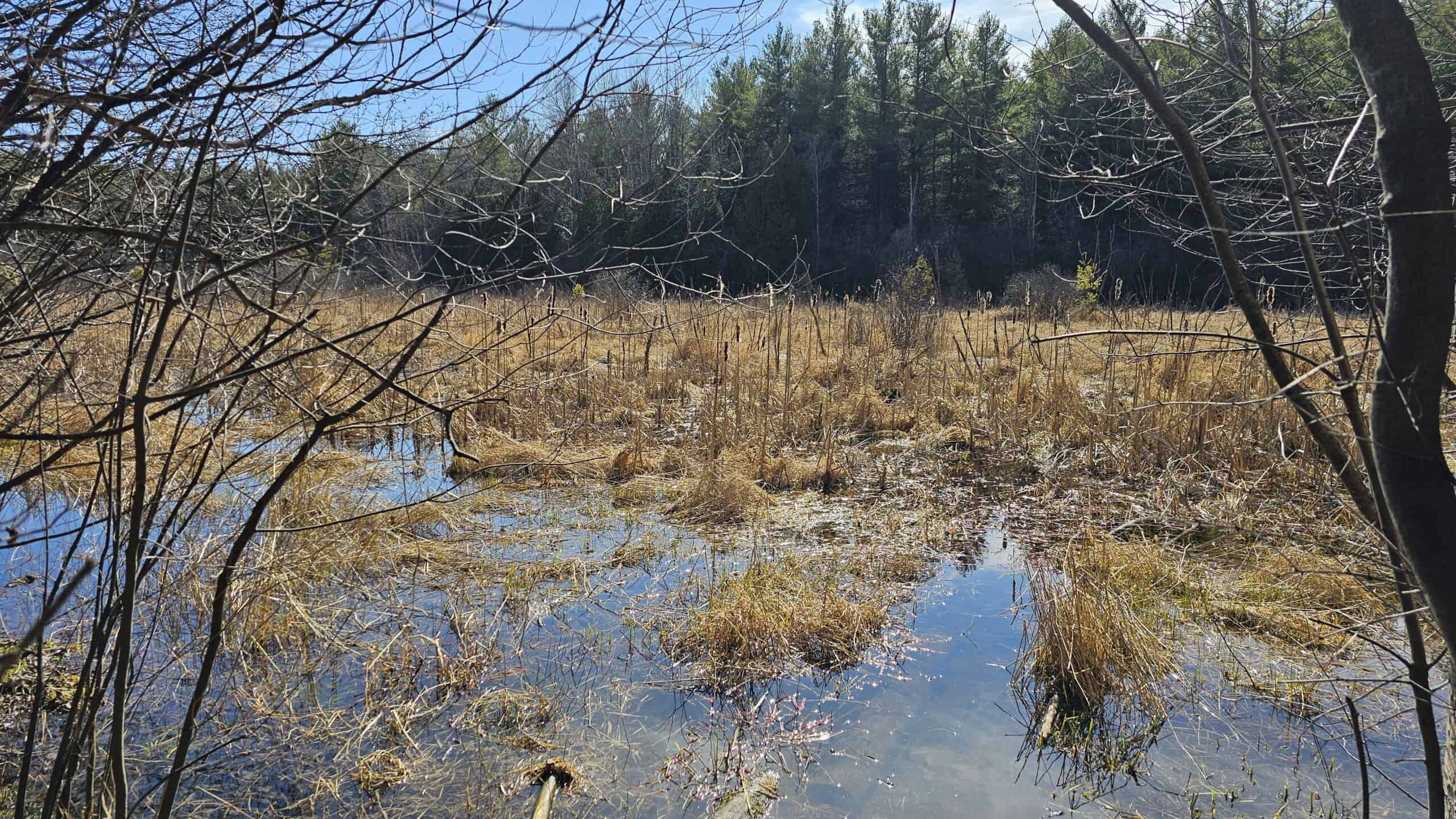 Wetlands at Starkey Hill