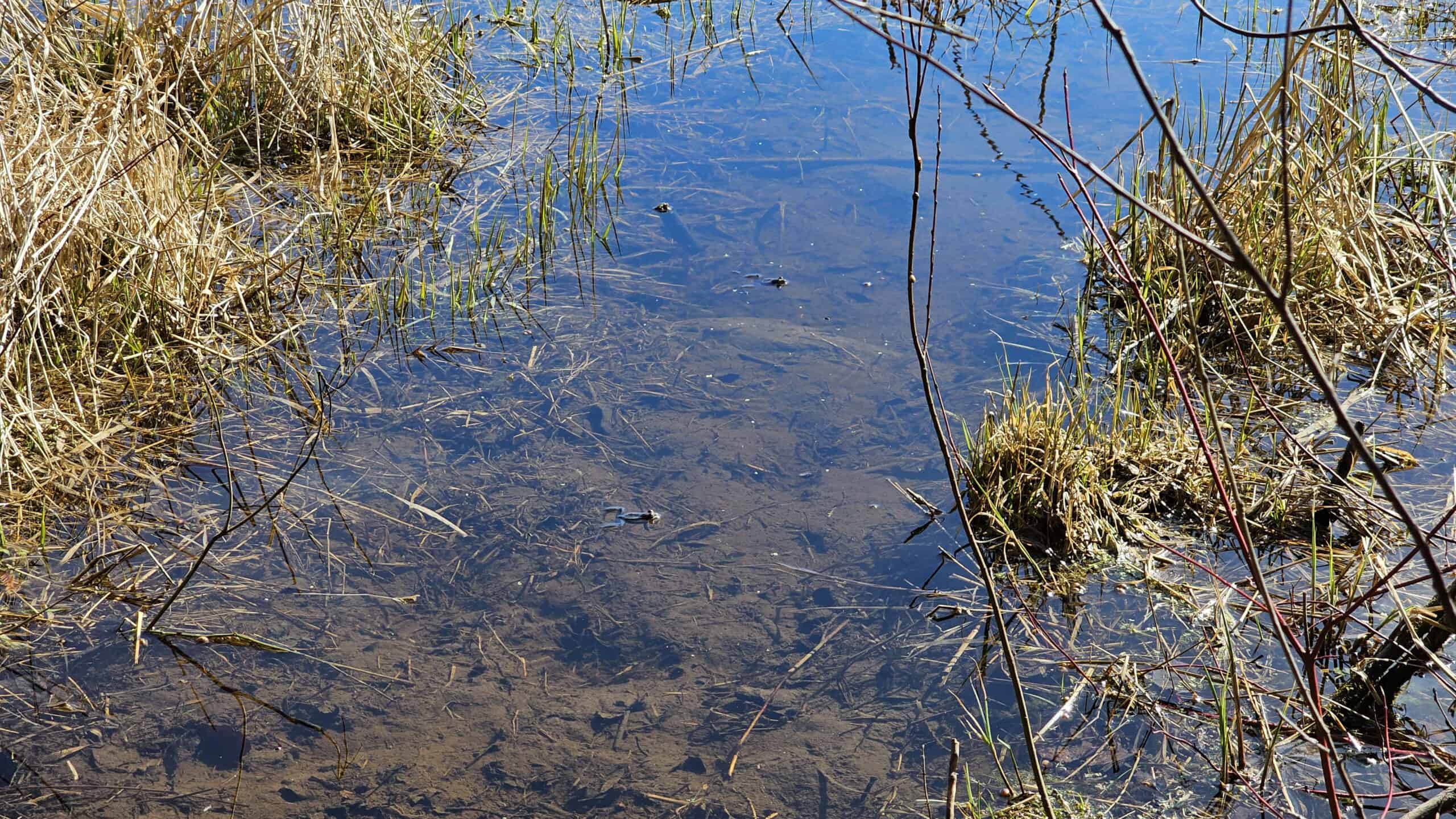 Frogs at Starkey Hill
