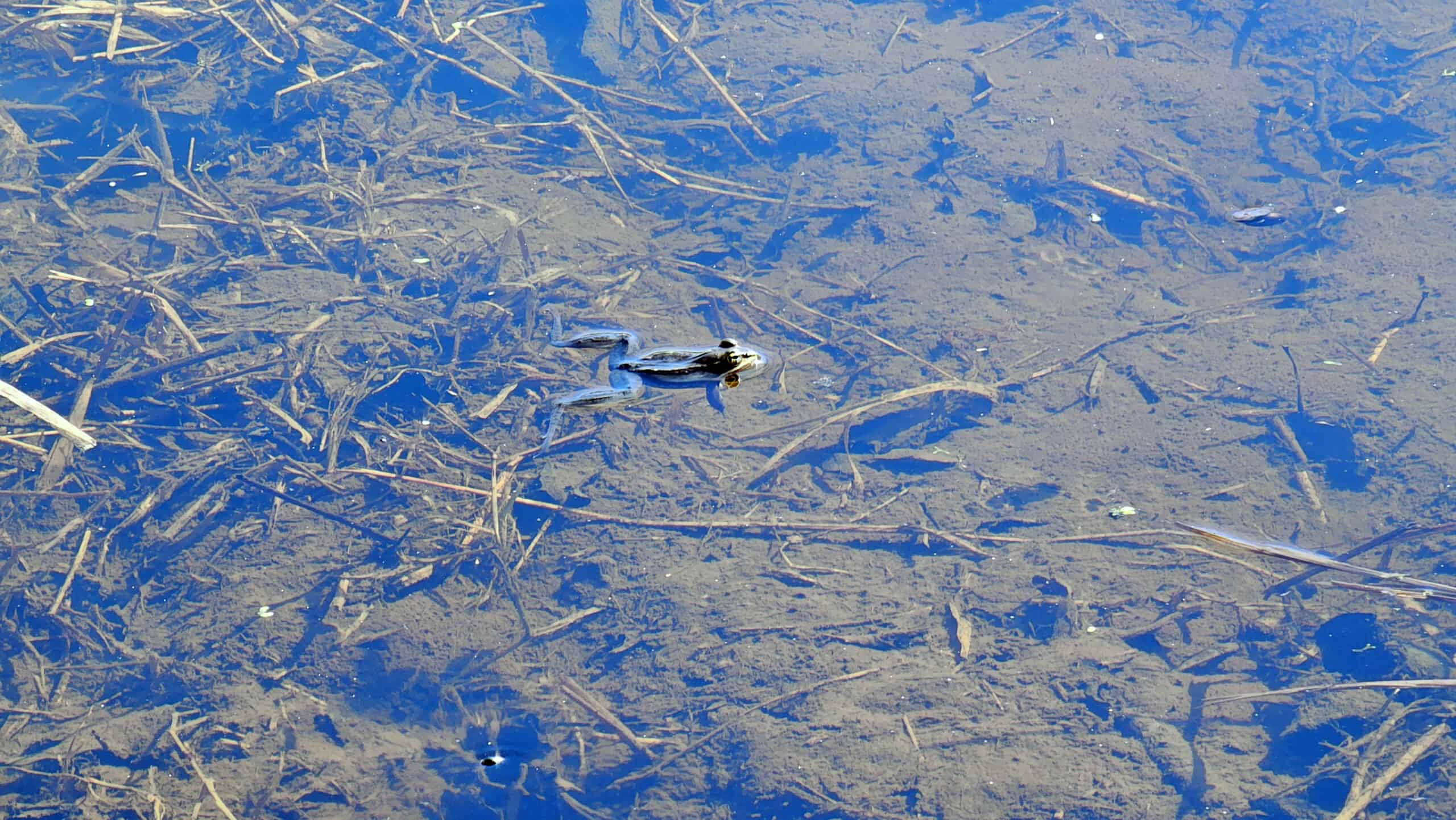 Frogs at Starkey Hill