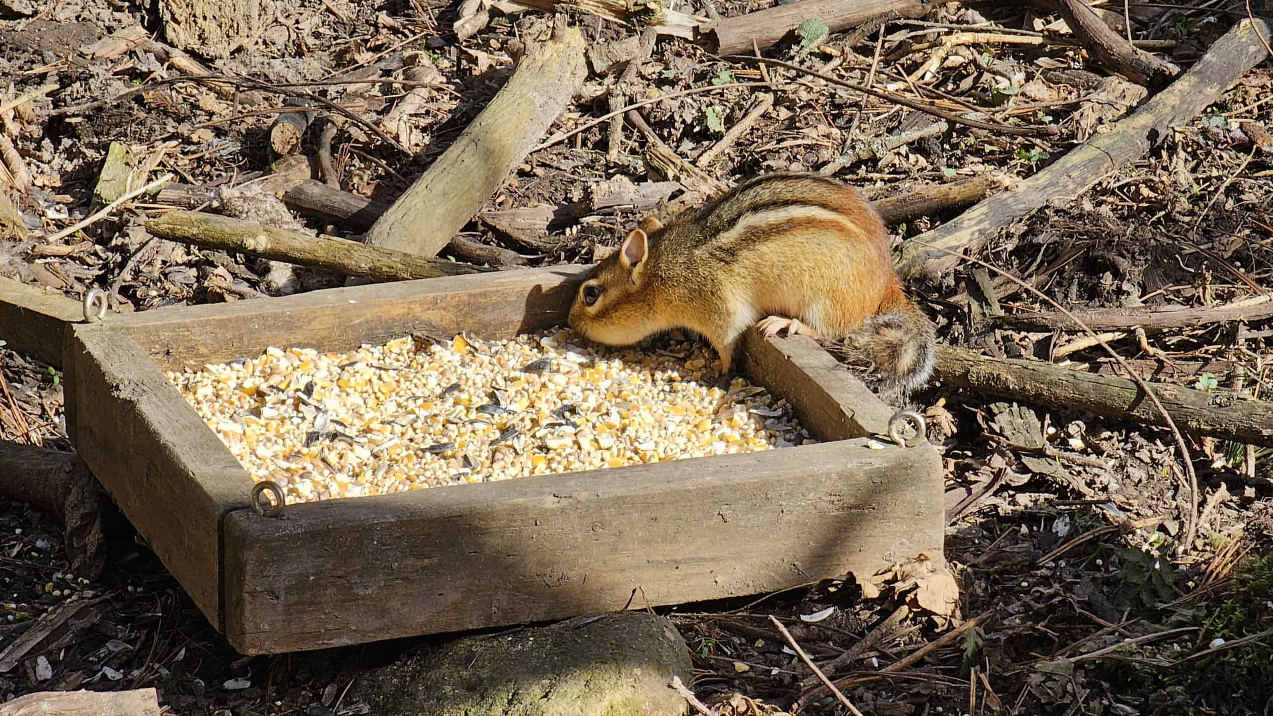 Chipmunk at a bird feeder
