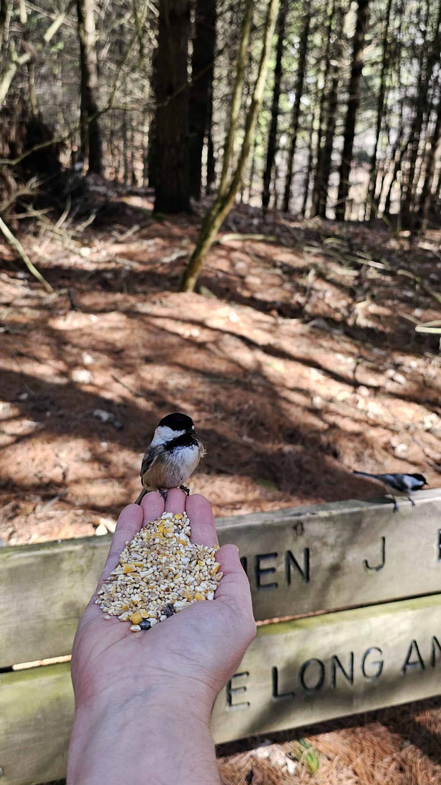 Feeding chickadees at Starkey Hill