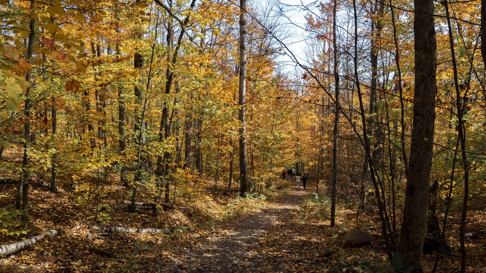 Algonquin in the fall