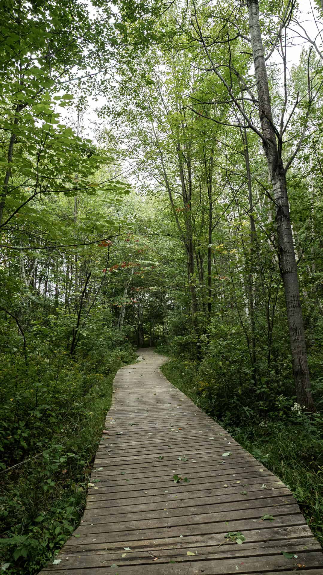 Laurier Woods Conservation Area